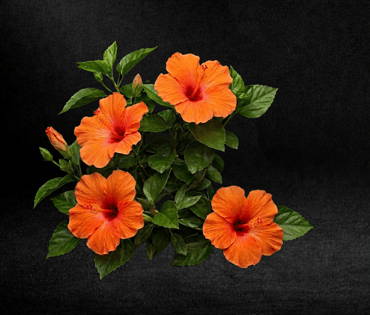 Flowers Background
